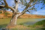 Cliffs and gum tree at Blanchetown, South Australia