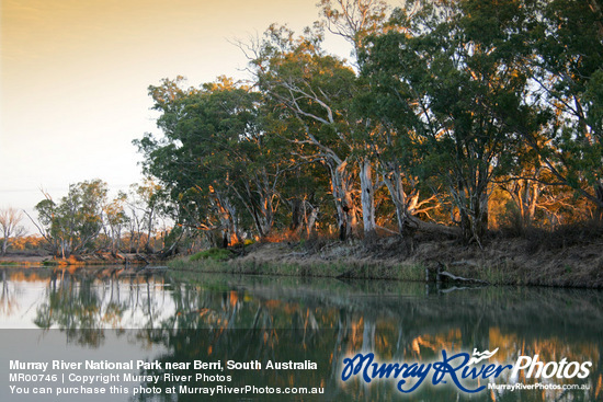 Murray River National Park near Berri, South Australia