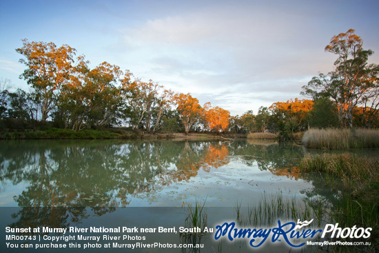 Sunset at Murray River National Park near Berri, South Australia