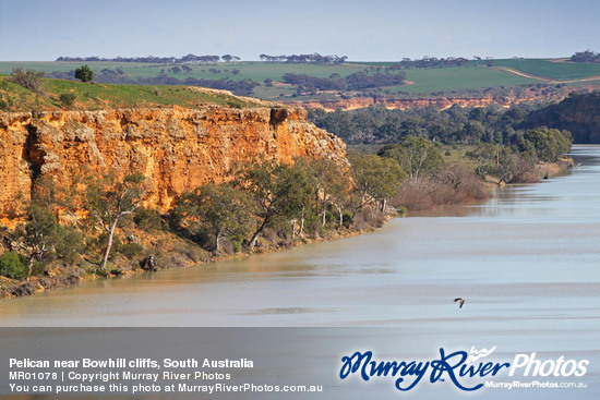 Pelican near Bowhill cliffs, South Australia