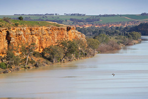 Pelican near Bowhill cliffs, South Australia