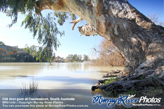 Old river gum at Caurnamont, South Australia