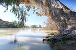 Old river gum at Caurnamont, South Australia