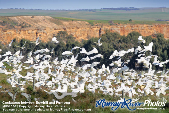 Cockatoos between Bowhill and Purnong