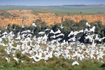 Cockatoos between Bowhill and Purnong
