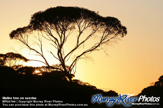 Mallee tree on sunrise