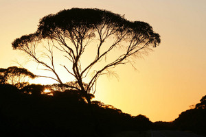 Mallee tree on sunrise