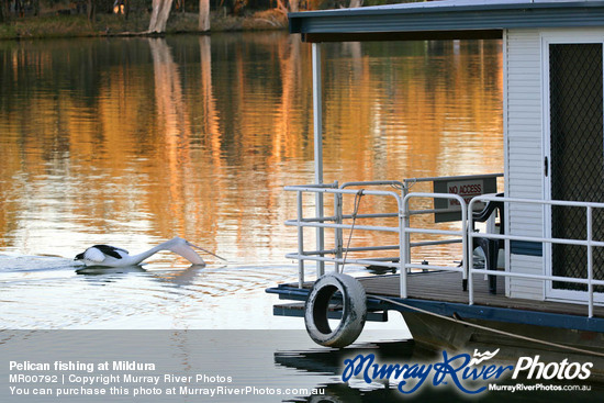 Pelican fishing at Mildura