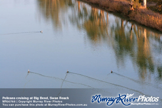 Pelicans cruising at Big Bend, Swan Reach