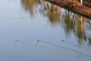 Pelicans cruising at Big Bend, Swan Reach