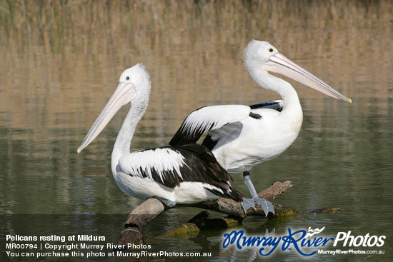 Pelicans resting at Mildura