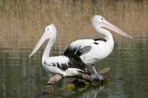 Pelicans resting at Mildura