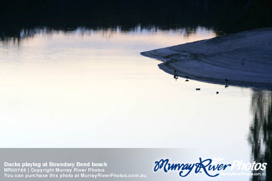 Ducks playing at Boundary Bend beach