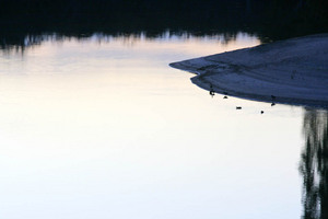 Ducks playing at Boundary Bend beach