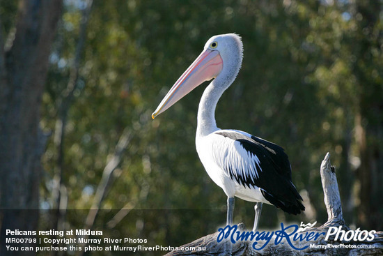 Pelicans resting at Mildura