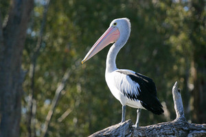 Pelicans resting at Mildura