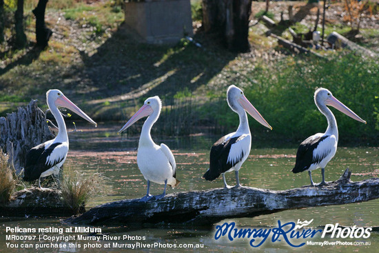 Pelicans resting at Mildura