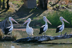 Pelicans resting at Mildura