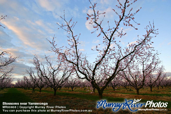 Blossoms near Yarrawonga