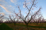 Blossoms near Yarrawonga