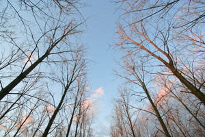 Trees near Yarawonga
