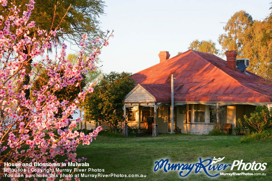 House and Blossoms in Mulwala