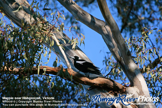 Magpie near Wahgunyah, Victoria