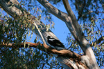 Magpie near Wahgunyah, Victoria