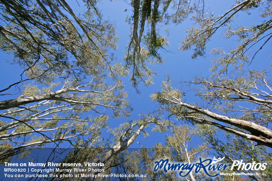 Trees on Murray River reserve, Victoria