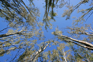 Trees on Murray River reserve, Victoria