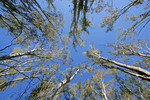 Trees on Murray River reserve, Victoria