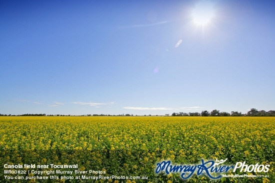 Canola field near Tocumwal