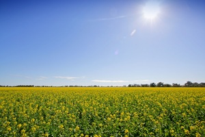 Canola field near Tocumwal