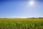 Canola field near Tocumwal