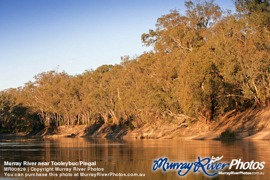 Murray River near Tooleybuc/Pingal