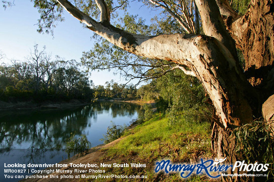 Looking downriver from Tooleybuc, New South Wales