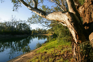 Looking downriver from Tooleybuc, New South Wales