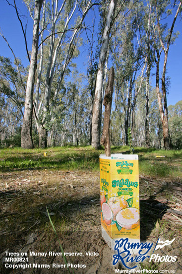 Trees on Murray River reserve, Victoria