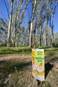 Trees on Murray River reserve, Victoria