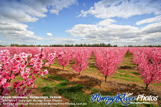 Apple blossoms, Yarrawonga, Victoria