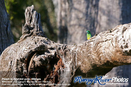 Parrot in river red gum, Mildura