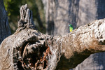 Parrot in river red gum, Mildura