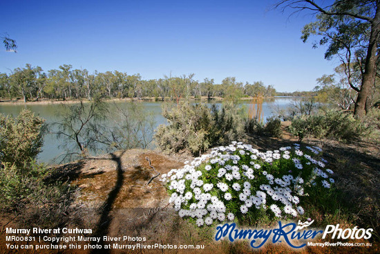 Murray River at Curlwaa