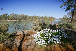 Murray River at Curlwaa