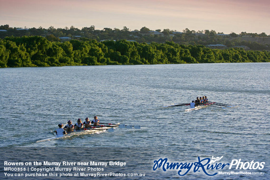 Rowers on the Murray River near Murray Bridge