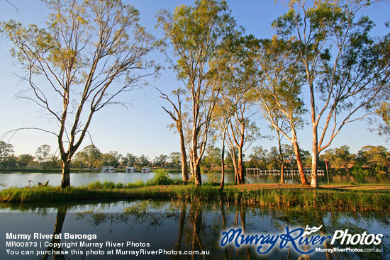 Murray River at Buronga