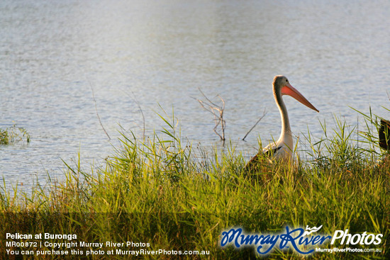 Pelican at Buronga