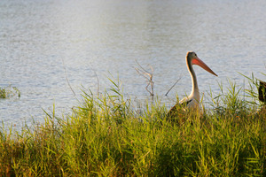 Pelican at Buronga