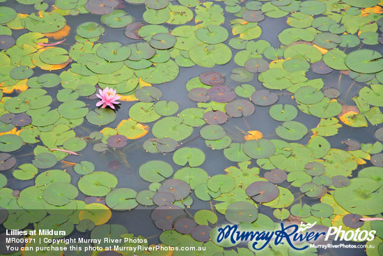 Lillies at Mildura