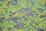 Lillies at Mildura